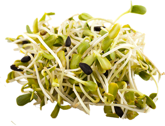 alfalfa sprouts