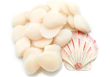 Bay scallops