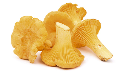 chanterelle mushrooms