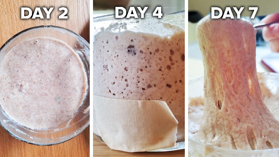 Sourdough starter