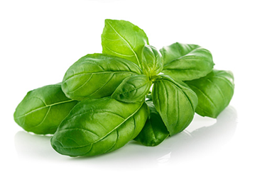 Fresh Basil