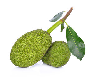 Jackfruit