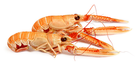 Raw tiger (jumbo shrimp) or king prawns (langoustines)