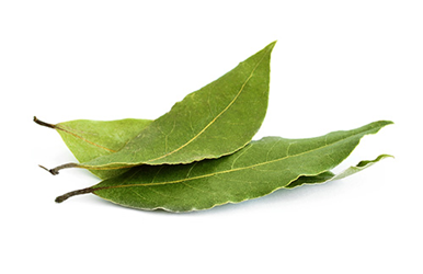 Fresh bay leaves