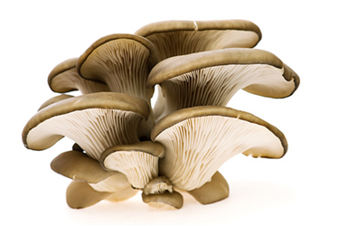 King Trumpet Mushrooms