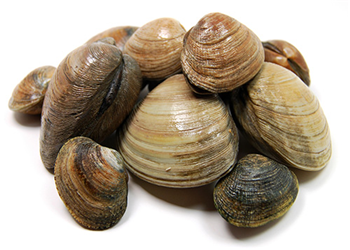 Littleneck Clams