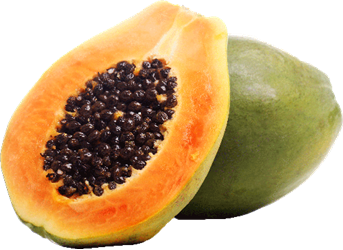 Medium unripe green papaya