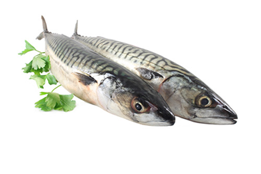 mackerel