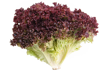 red leaf lettuce