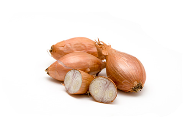 Shallot