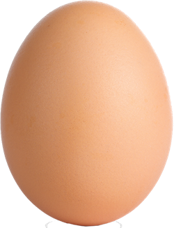 egg