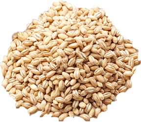 barley