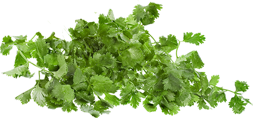 cilantro