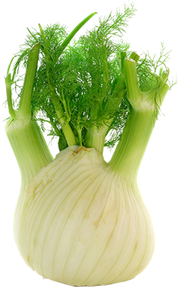 fennel