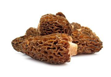 Morel mushrooms