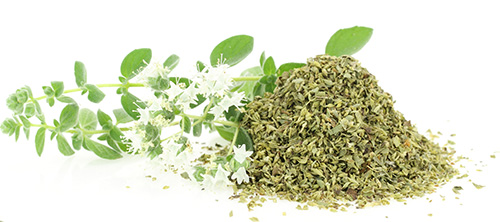 oregano