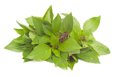 lemon basil