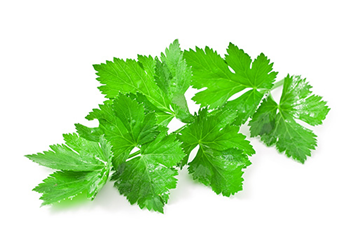 celery leaves